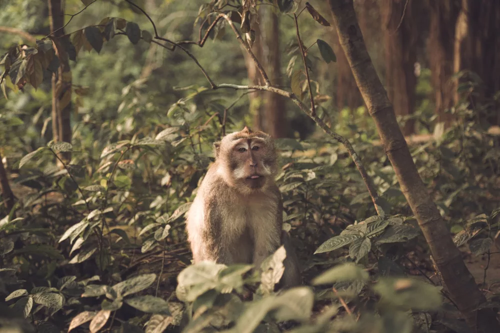 Swinging Through the App Store: A Deep Dive into Monkey Apps